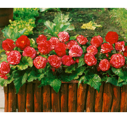 Begonia double ´Marmorata´ / Begónia, bal. 3 ks, 5/6