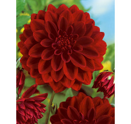 Dahlia ´Decorative Dark Red´ / Georgína dekoratívna tmavočervená, I., SUPERCENA