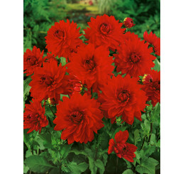 Dahlia ´Garden Wonder´ / Georgína, I.