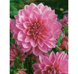 Dahlia ´Lavender Perfection´ / Georgína, I.