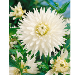 Dahlia ´Cactus White´ / Georgína kaktusovitá biela, I. SUPERCENA