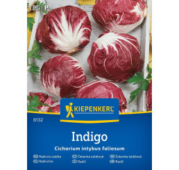 Čakanka Indigo, bal. sem.