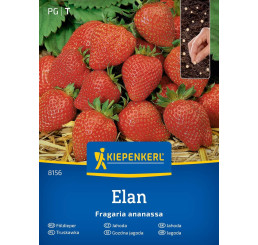 Jahoda Elan obalené osivo, bal. min. 8 obal. s.