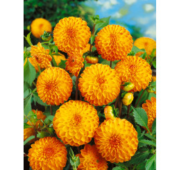 Dahlia ´Souvenir D´été´ / Georgína, I.