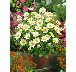 Dahlia topmix ´White´ / Mini-georgína biela, bal. 10 ks, I., XXL