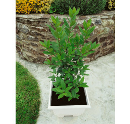 Laurus nobilis / Vavrín lekársky / Bobkový list, 20-30 cm, K9