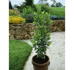 Laurus nobilis / Vavrín lekársky / Bobkový list, 20-30 cm, K9