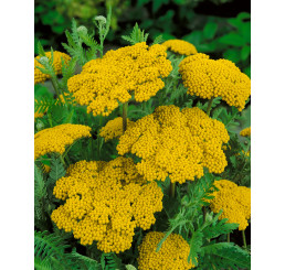 Achillea filipendulina ´Parker´s Variety´, C1,5