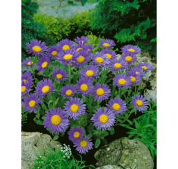 Aster alpinus ´Goliath´ / Astra alpínska modrá, K9