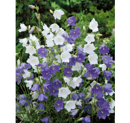 Campanula persicifolia / Zvonček broskyňolistý ´ZMES´, bal. 0,25 g