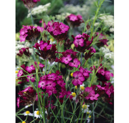 Dianthus carthusianorum / Klinček kartuziánsky, K9