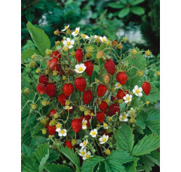 Fragaria vesca ´Alexandria´ / Jahoda lesná, K9