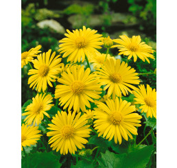 Doronicum orientale ´Magnificum´ / Kamzičník východný, K9