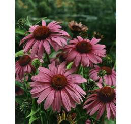 Echinacea purpurea ´Magnus´ / Rudbekia purpurová, C1