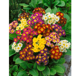 Primula veris / Prvosienka jarná ´ZMES´, bal. 0,2 g
