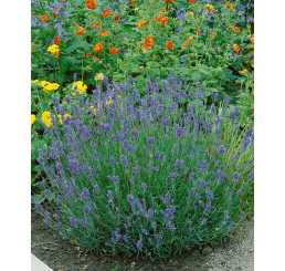Lavandula angustifolia ´Munstead Strain´ / Levanduľa úzkolistá, K9