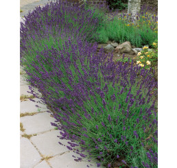 Lavandula angustifolia ´Hidcote Blue´ / Levanduľa úzkolistá, K9