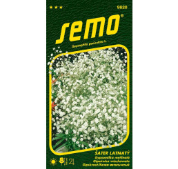Gypsophylla paniculata / Gypsomilka metlinatá ´BIELA´, bal. 0,8 g