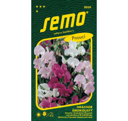 Lathyrus latifolius / Hrachor širokolistý ´ZMES FARIEB´, bal. 1 g