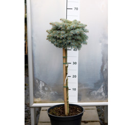 Abies concolor ´Blue Saphir´ / Jedľa srienistá, km. 60 -80 cm, C7,5