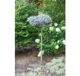 Abies koreana ´Blauer Eskimo´ / Jedľa korejská, km. 40-60 cm, C7