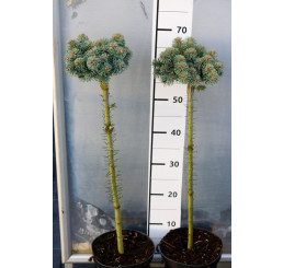 Abies lasiocarpa ´Cvikov´ / Jedľa plstnatoplodá/ arizonská, 40-60 cm, C7,5