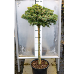 Abies nordmanniana ´KBNG´ / Jedľa kaukazská, 60-80 cm, C7,5