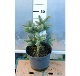Abies pinsapo ´Horstmann´/ Jedľa španielská, 20-30 cm, C2