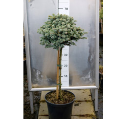 Abies procera 'Glauca Prostrata' / Jedľa strieborná, 60-80 cm, C7,5