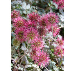 Acaena microphylla ´Kupferteppich´ / Acena malolistá, K9