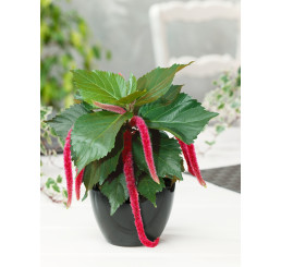 Acalypha hispaniolae 'Cat's Tails' / Mačací chvost, bal. 3 ks, 3x K7