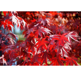 Acer palmatum ´Atropurpureum´ / Javor dlaňolistý, bal. 5 sem.