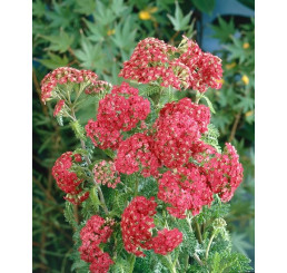 Achillea millefolium ´Cerise Queen´ / Červený rebríček, K9