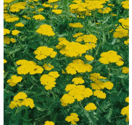 Achillea tomentosa ´Aurea´ / Rebríček, C1