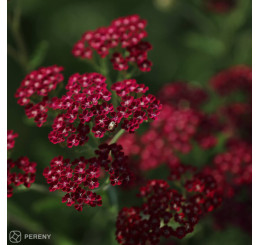 Achillea millefolium ´Cassis´ / Červený rebríček, K9