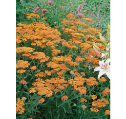 Achillea millefolium 'Feuerland' / Rebríček obyčajný, K9