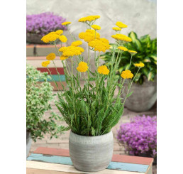 Achillea filipendulina ´Coronation Gold´ / Rebríček túžobníkový, K9