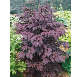 Actaea simplex ´Brunette´ / Ploštičník strapcovitý, C1