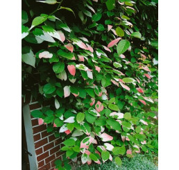 Actinidia kolomikta / samčia rastlina, opeľovač, 80-100 cm, C2