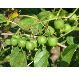 Actinidia arguta ´Weiki´ / Drobnoplodé kiwi, C2, samičia r.