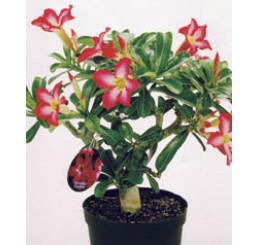 Adenium obesum ´Red´ / Púštna ruža / Adénium hrubé, K10,5