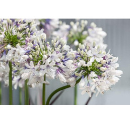 Agapanthus africanus ´Twister´ / Agapant africký (Kalokvet) bielomodrý, C1,5