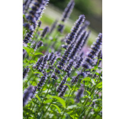 Agastache rugosa ´Black Adder´ / Agastache, K9