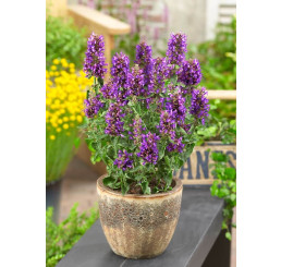 Agastache rugosa ´Blue Boa´ / Agastache, C3