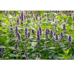 Agastache rugosa ´Blue Fortune´ / Agastache, K9