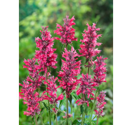 Agastache rugosa ´Red Fortune´ / Agastache, C1