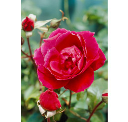 Rosa ´Aida´ / Ruža čajohybrid červená, krík, BK