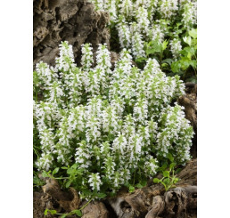 Ajuga reptans ´Alba´ / Zbehovec plazivý, K9