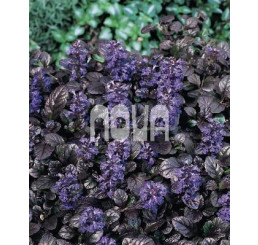 Ajuga reptans ´Black Scallop´ / Zbehovec plazivý, K9