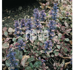 Ajuga reptans ´Burgundy Glow´ / Zbehovec plazivý, K9